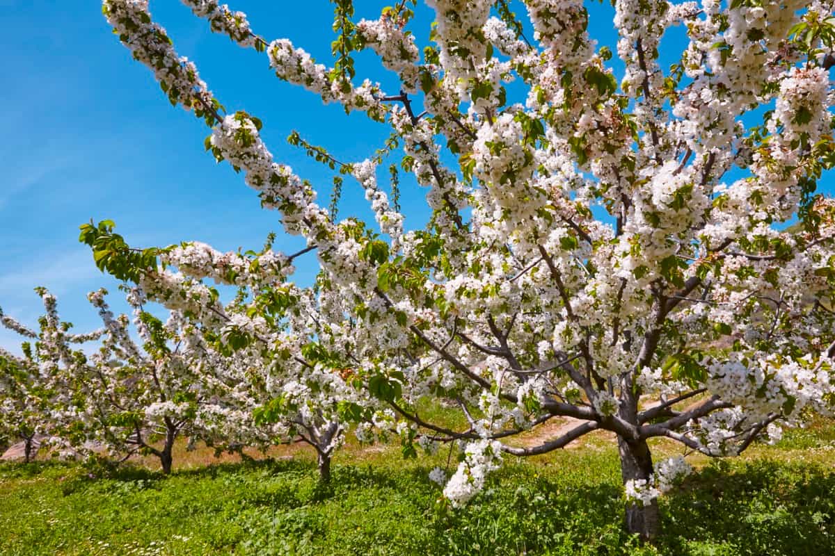 How to Increase Flowering in Fruit Trees