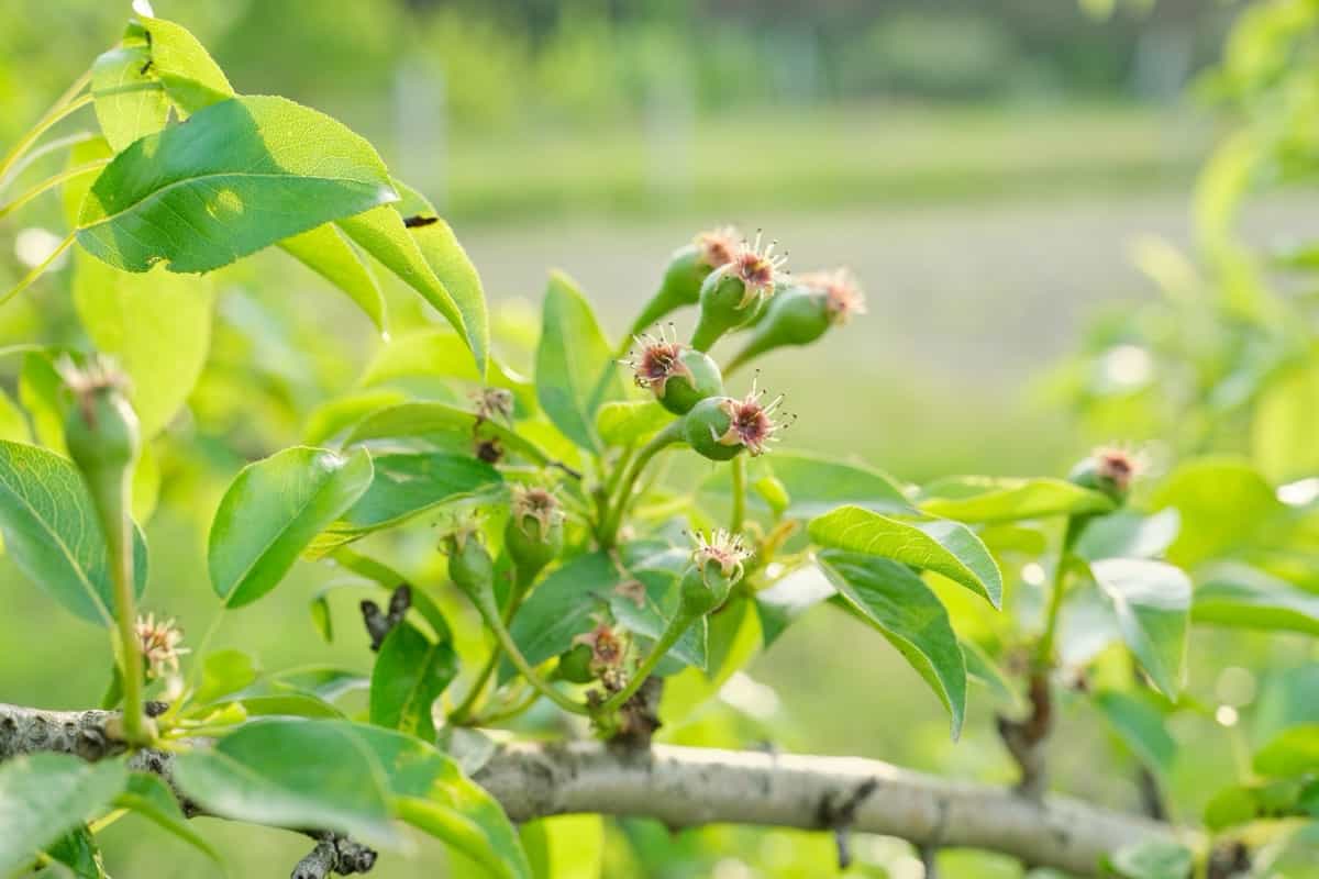 Pear flowering stage