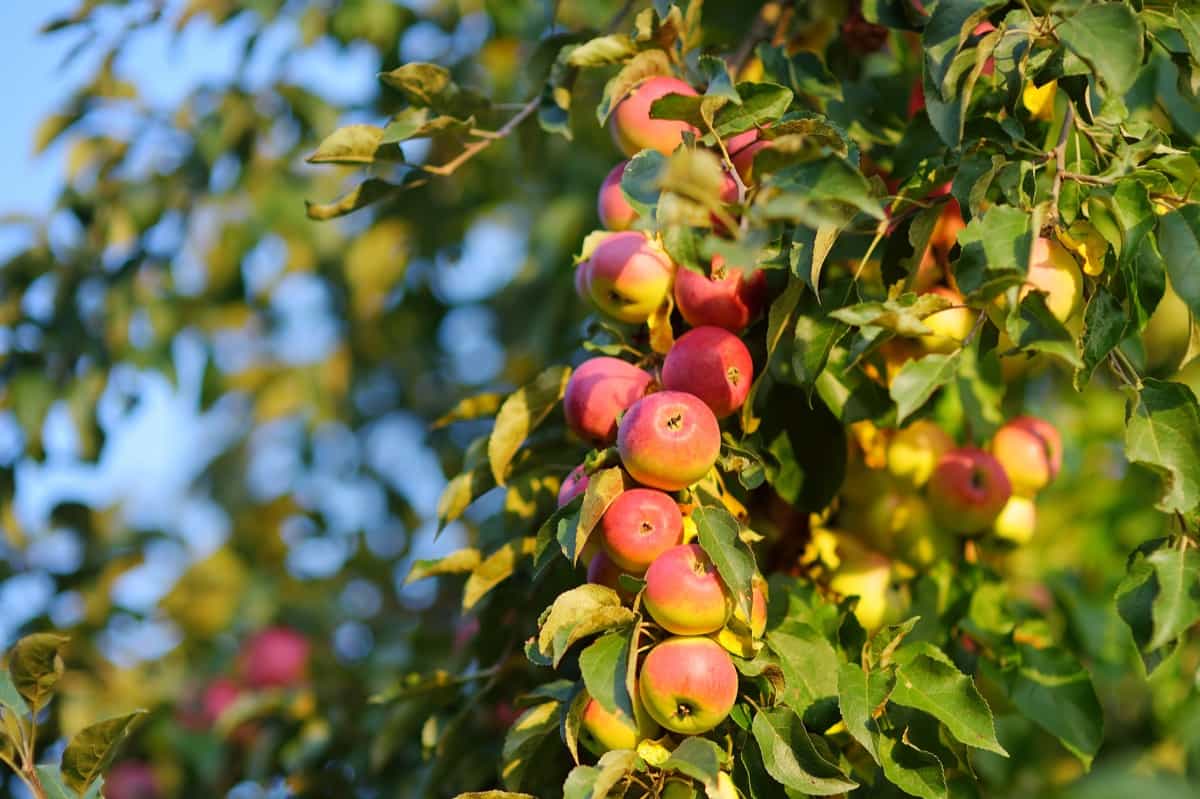 ripe red apples on the tree in orchard
