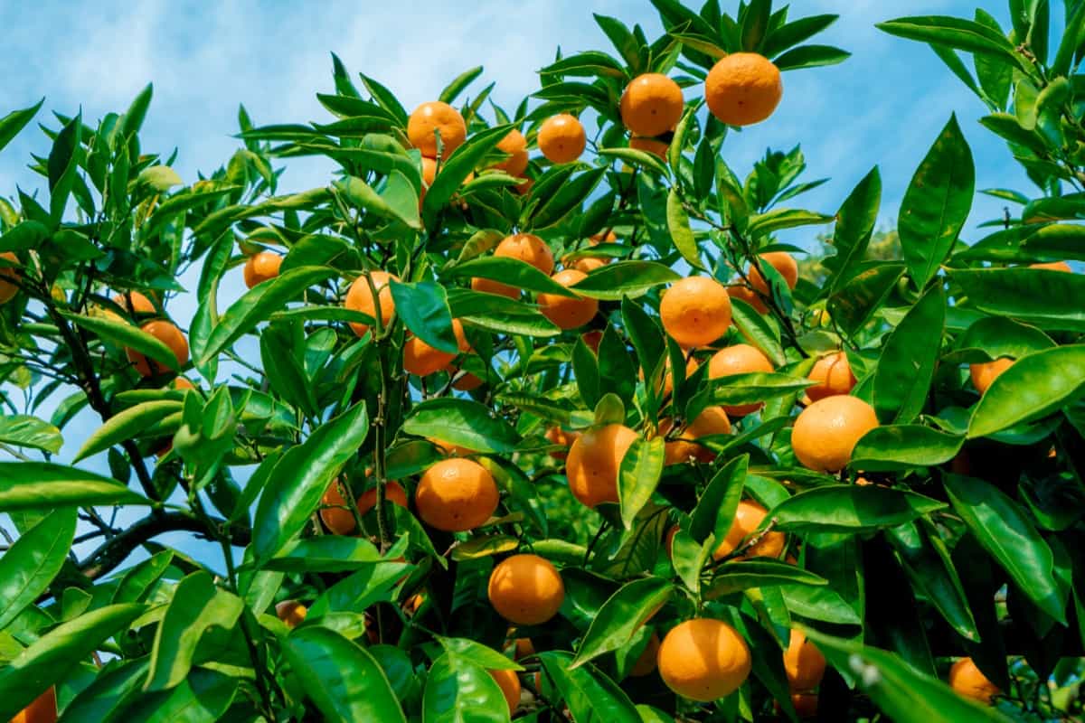 trees with citrus fruits before harvest