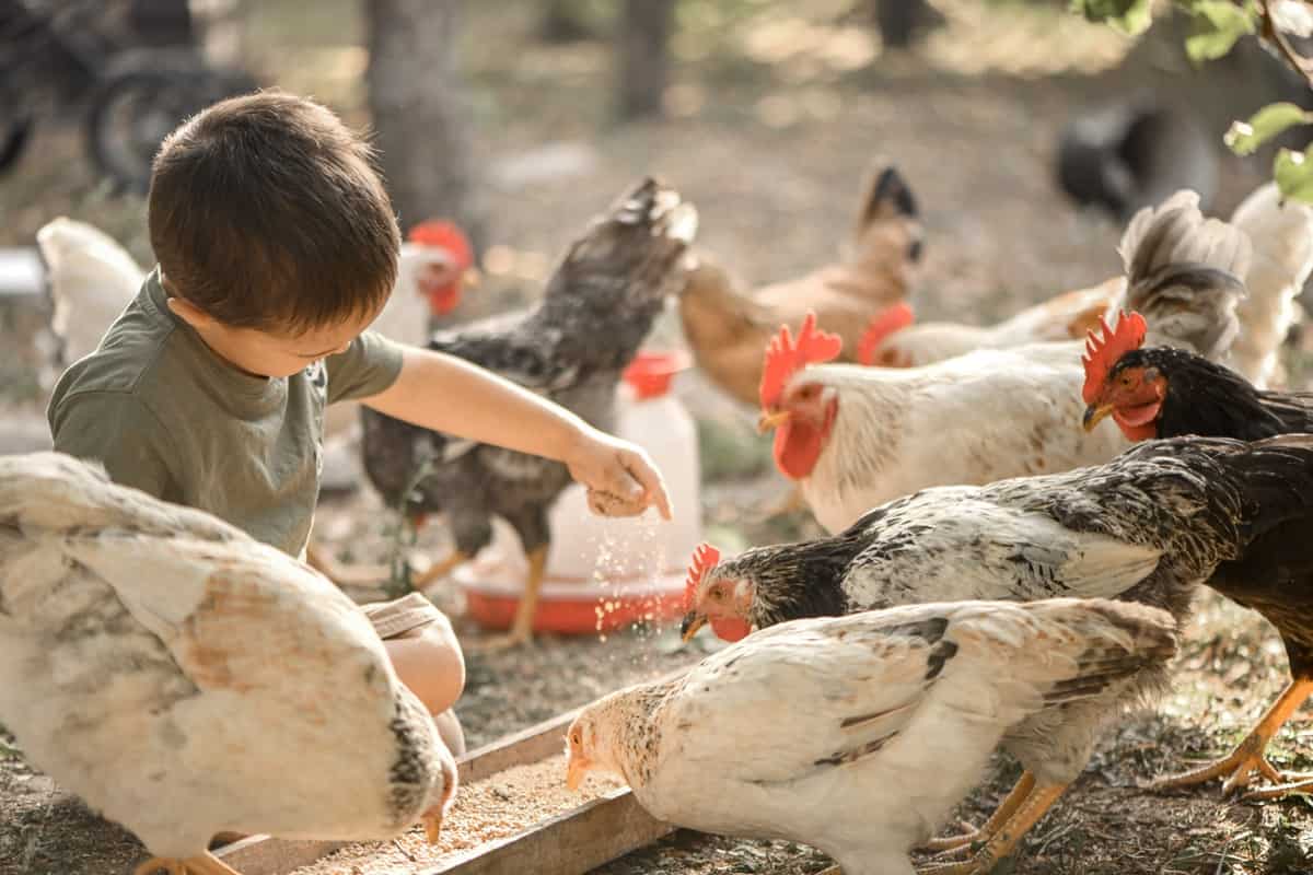 How to Manage Chicken Feed Costs