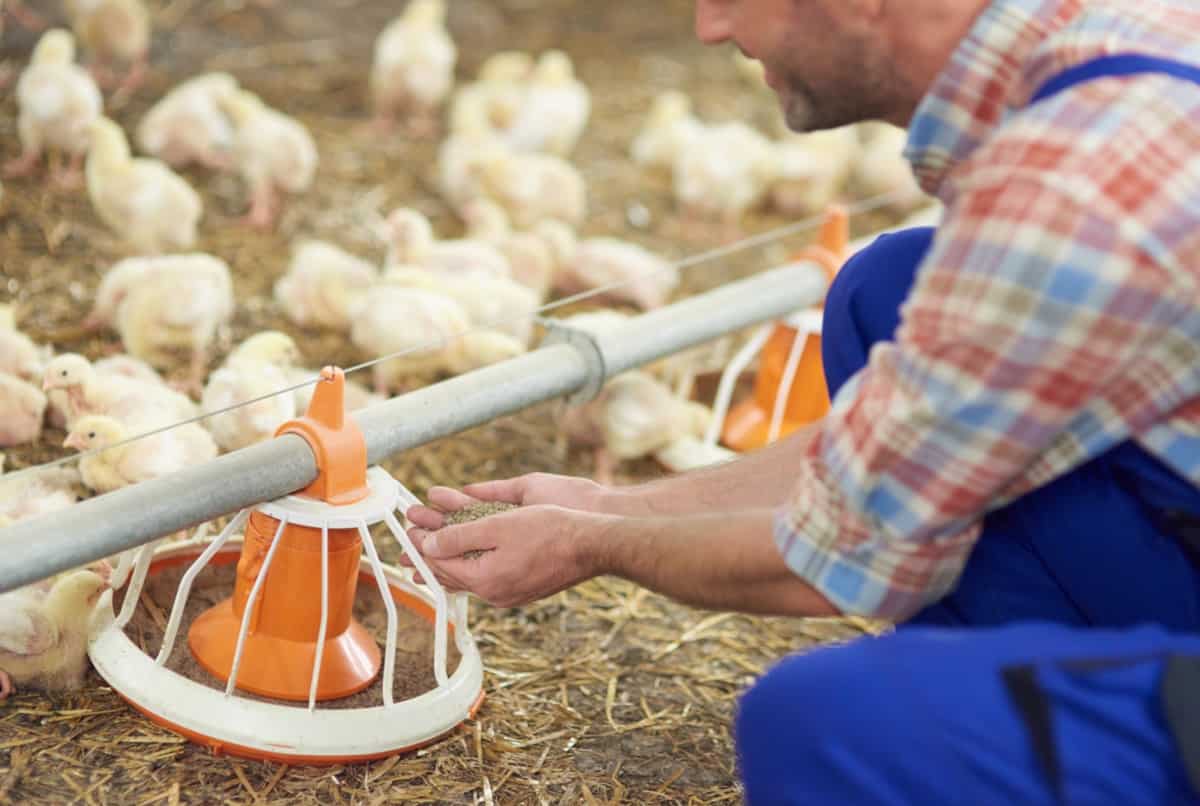 Chicken Farm Feed Management
