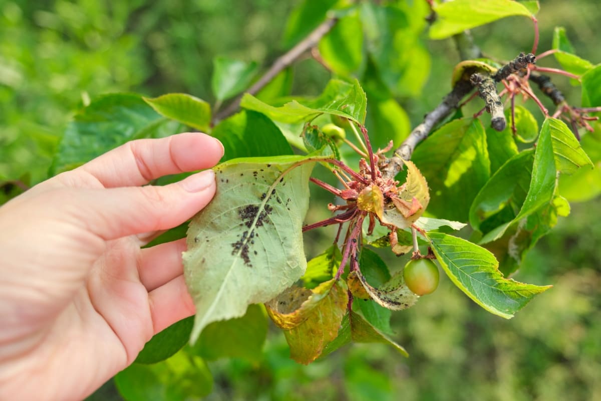 How to Manage Pests and Diseases in Berry Orchards