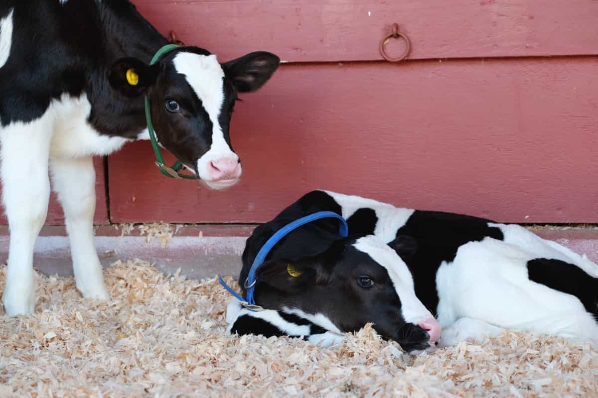 black and white calves 