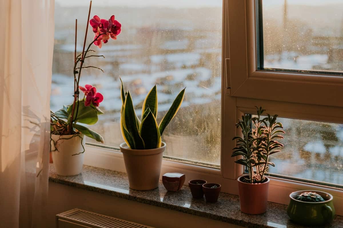 How to Protect Indoor Plants in Winter
