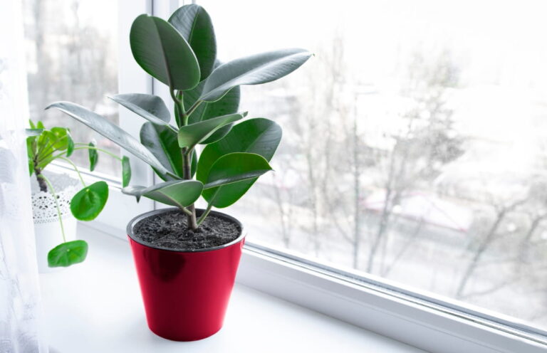 How to Protect Indoor Plants in Winter: A Comprehensive Guide