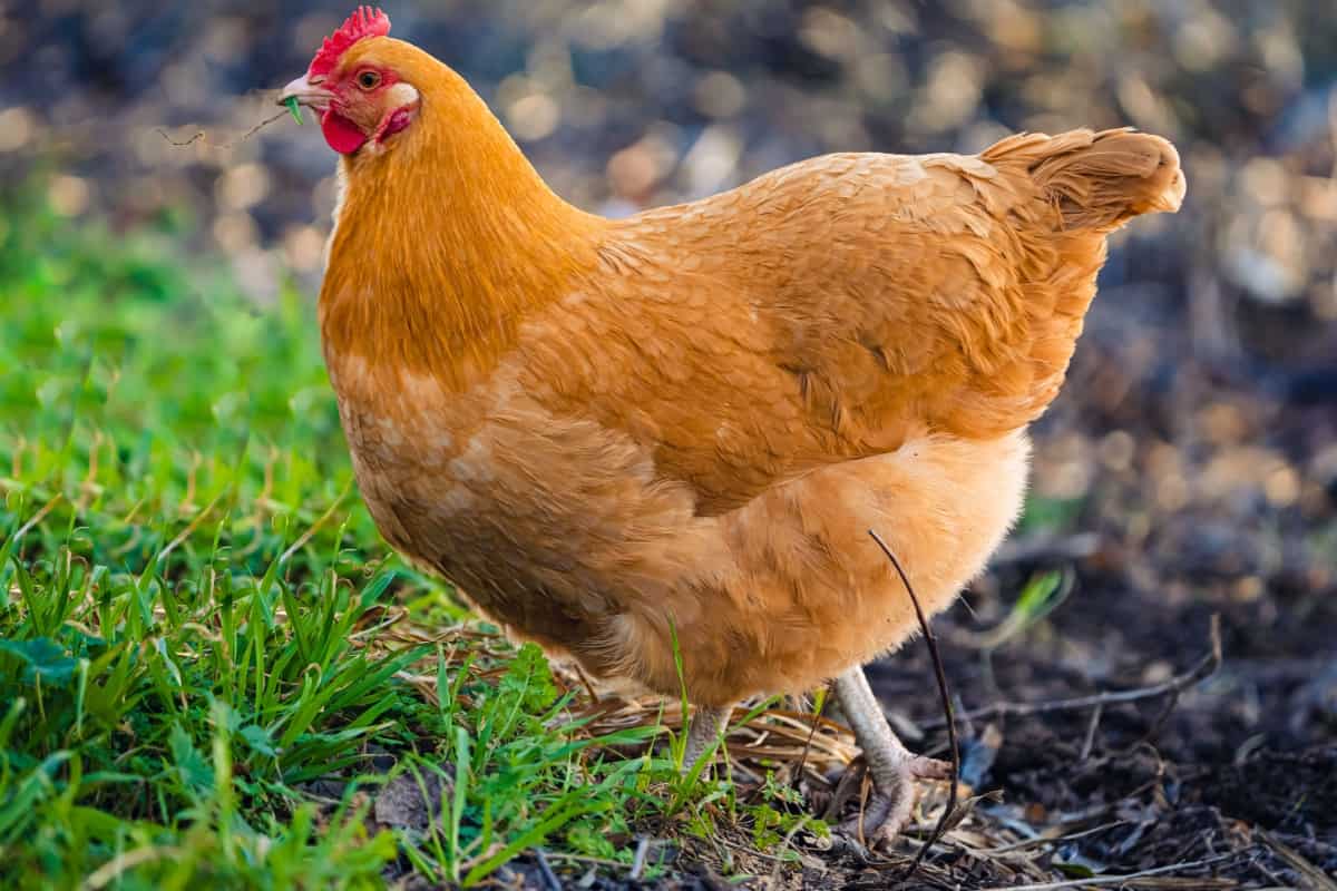 How to Raise Buff Orpington Chickens
