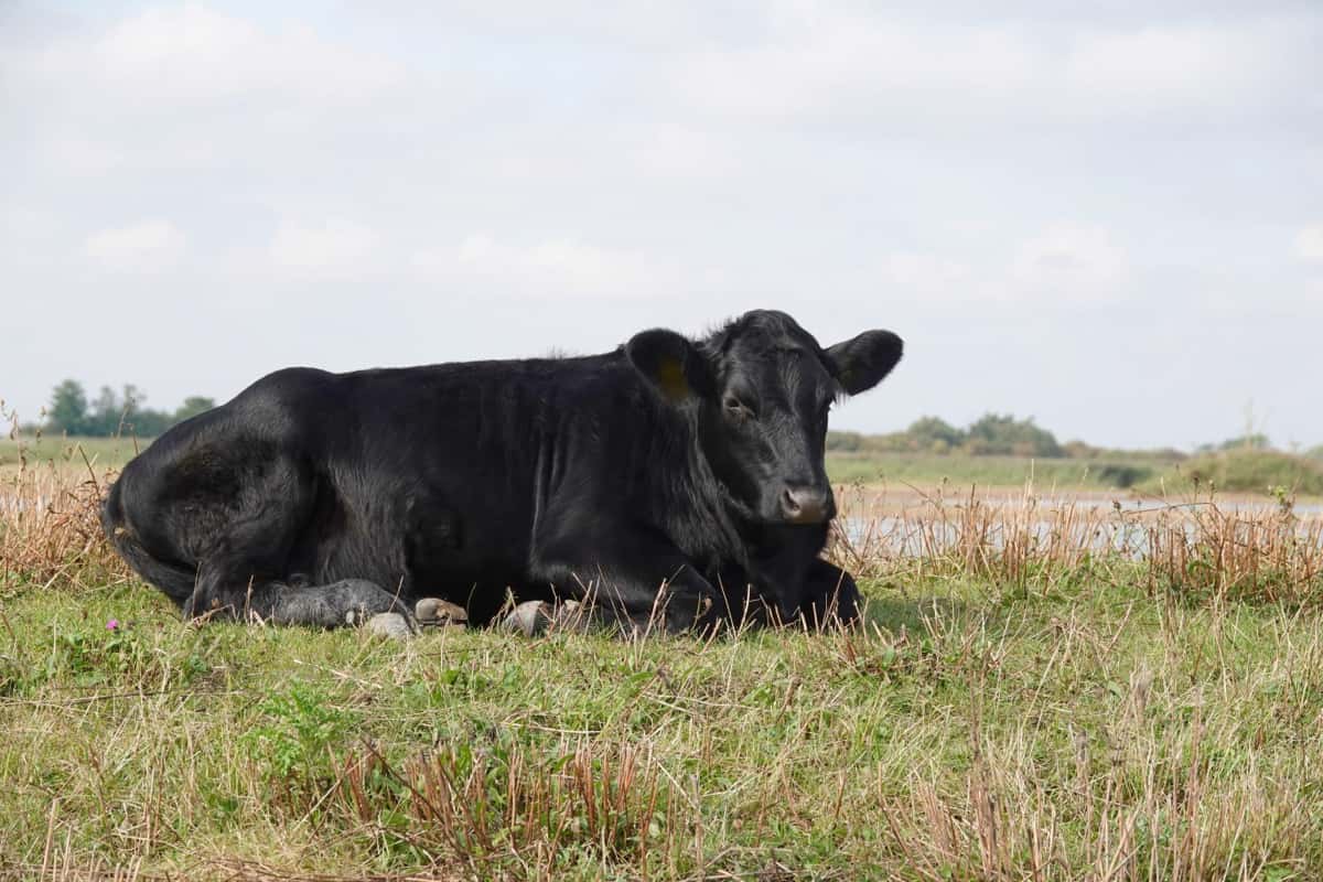 black cow lying down in a meadow