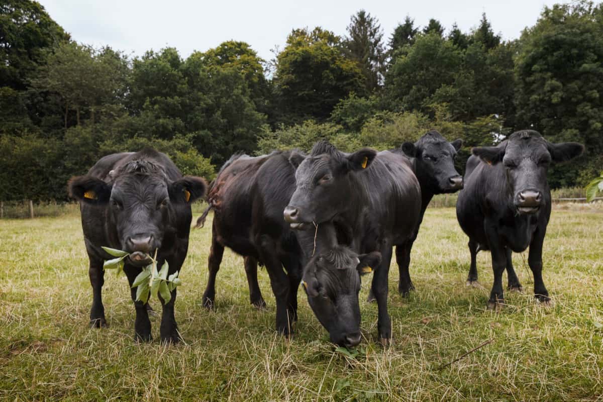 Small herd of Dexter cattle on a pasture
