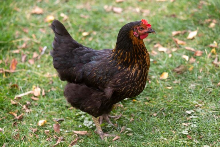 How to Raise Welsummer Chickens: A Comprehensive Guide for Beginners