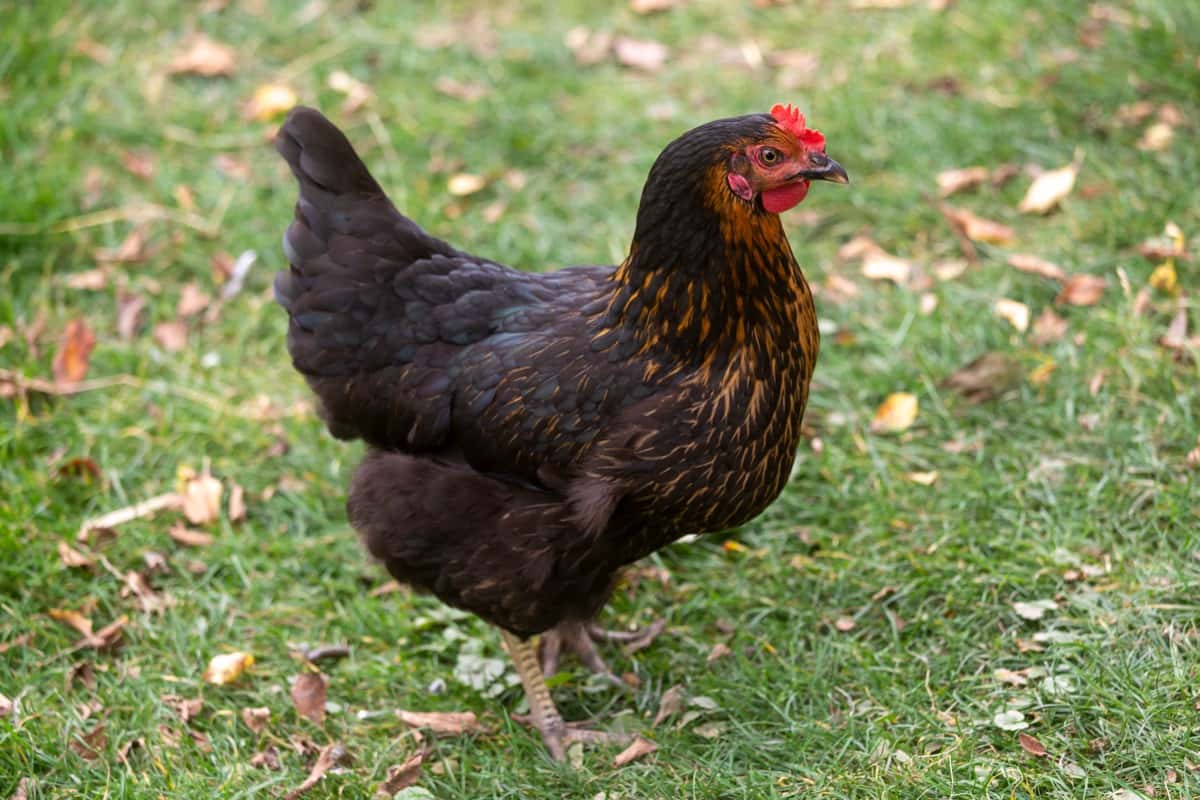 How to Raise Welsummer Chickens: A Complete Guide for Beginners