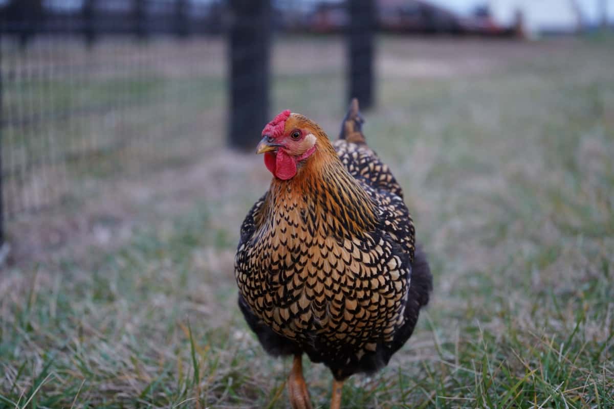 Vibrant brown hen with a striking red head