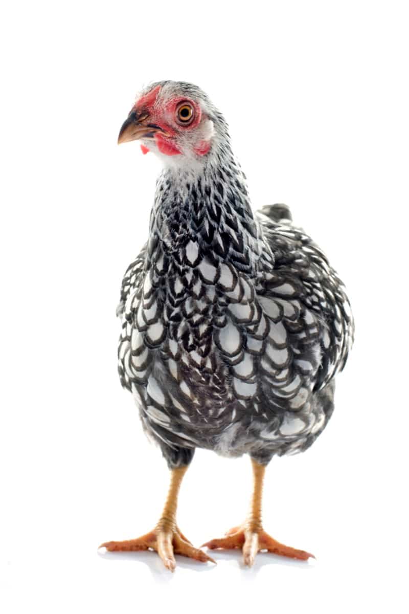 young wyandotte chicken