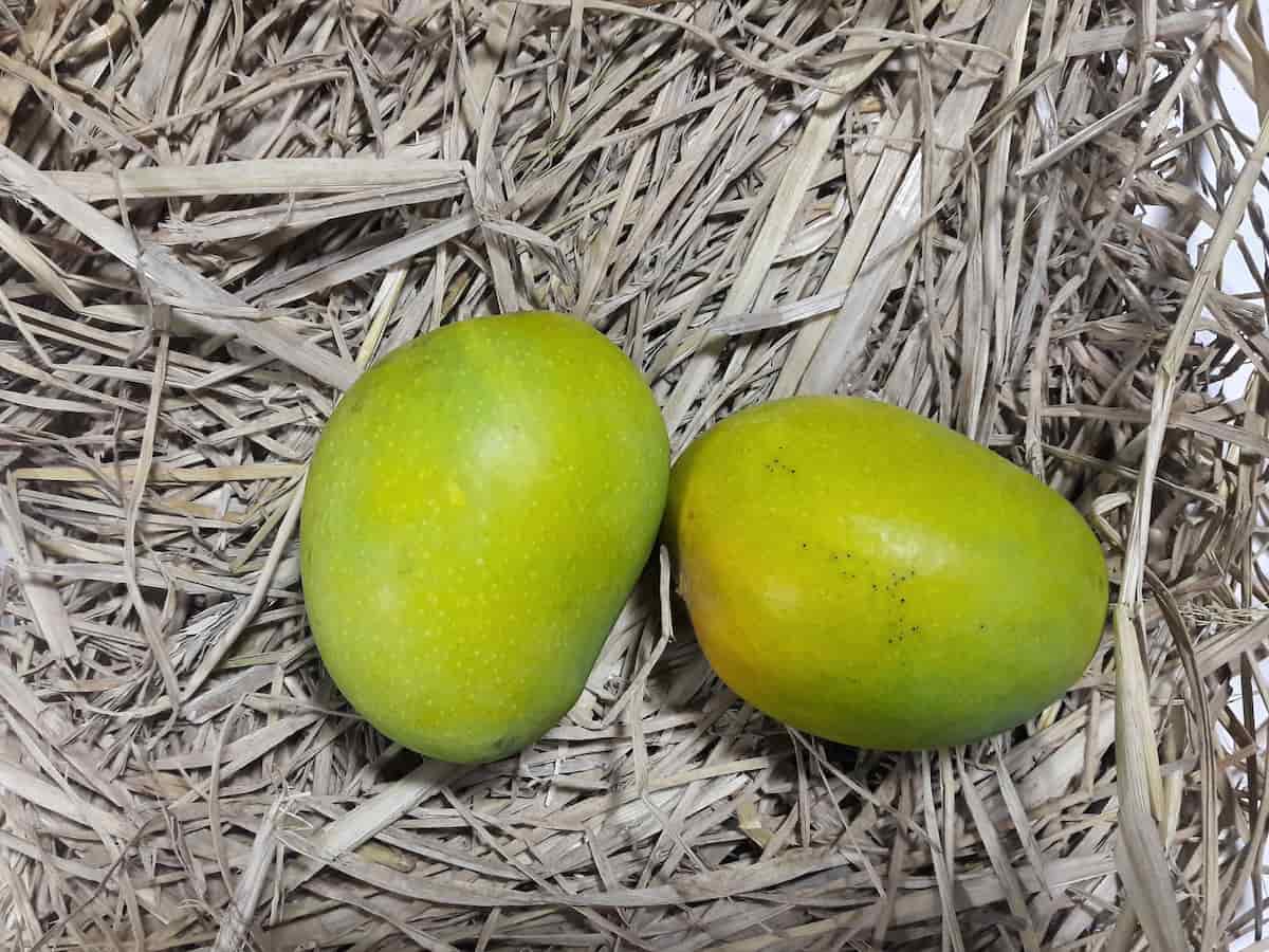How to Start Alphonso Mango Farming in India