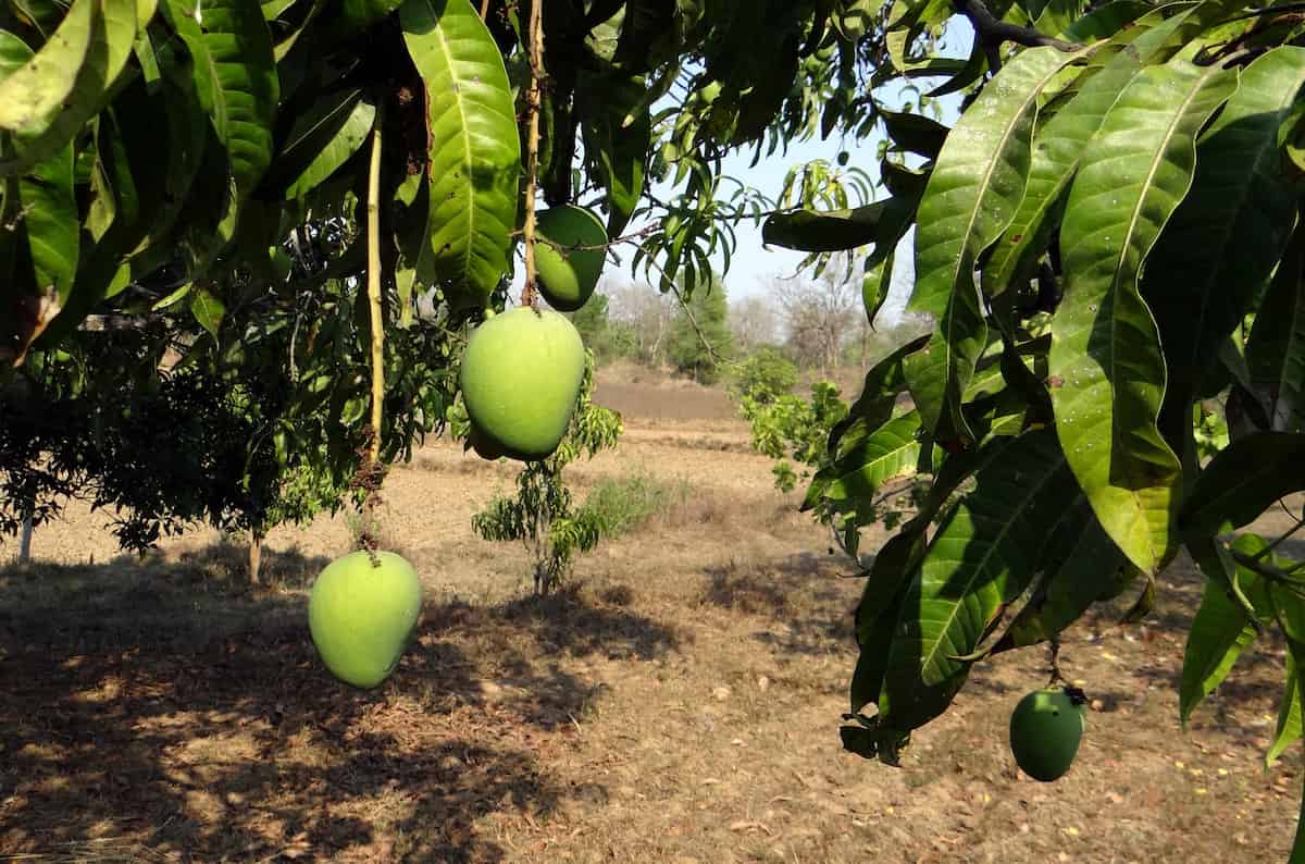 Alphonso Mango Farming