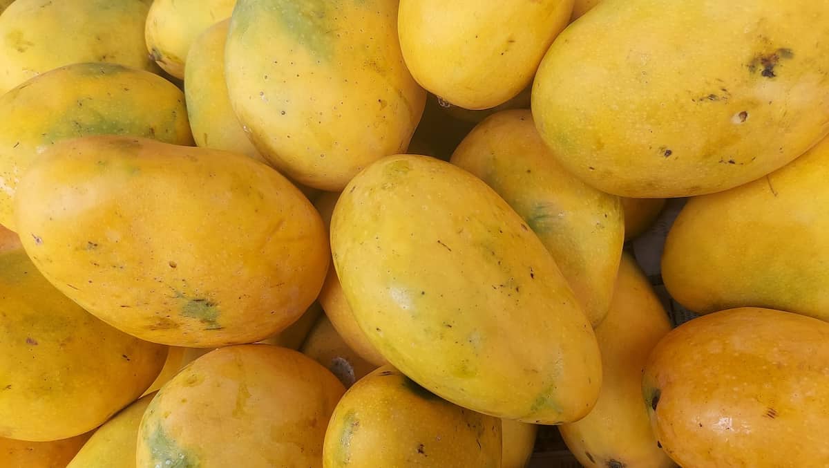 Alphonso Mango Yellow