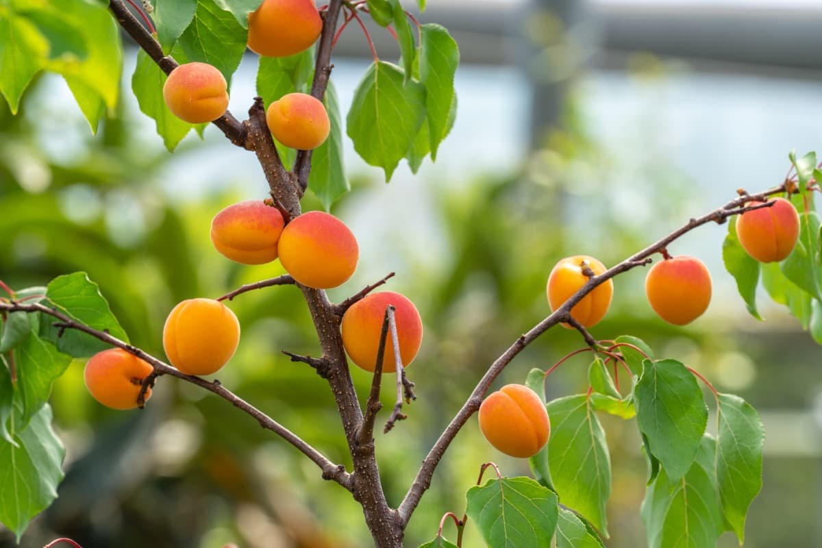 How to Start Apricot Farming in the USA