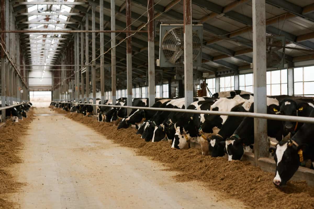 Large Scale Dairy Farming