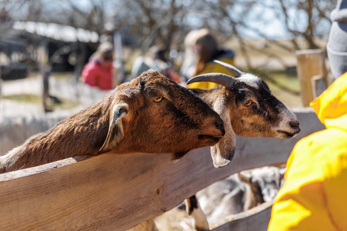 Goat farm wood fencing