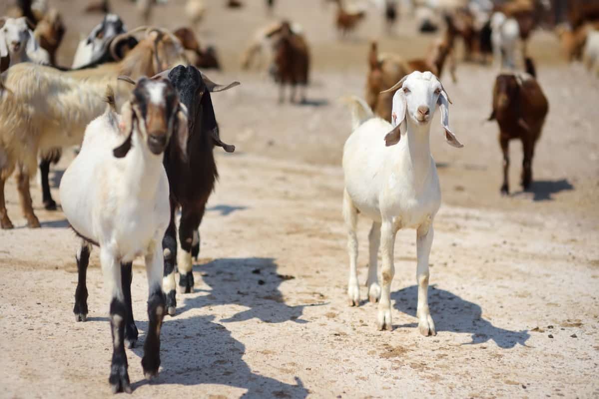 Goat Breeds