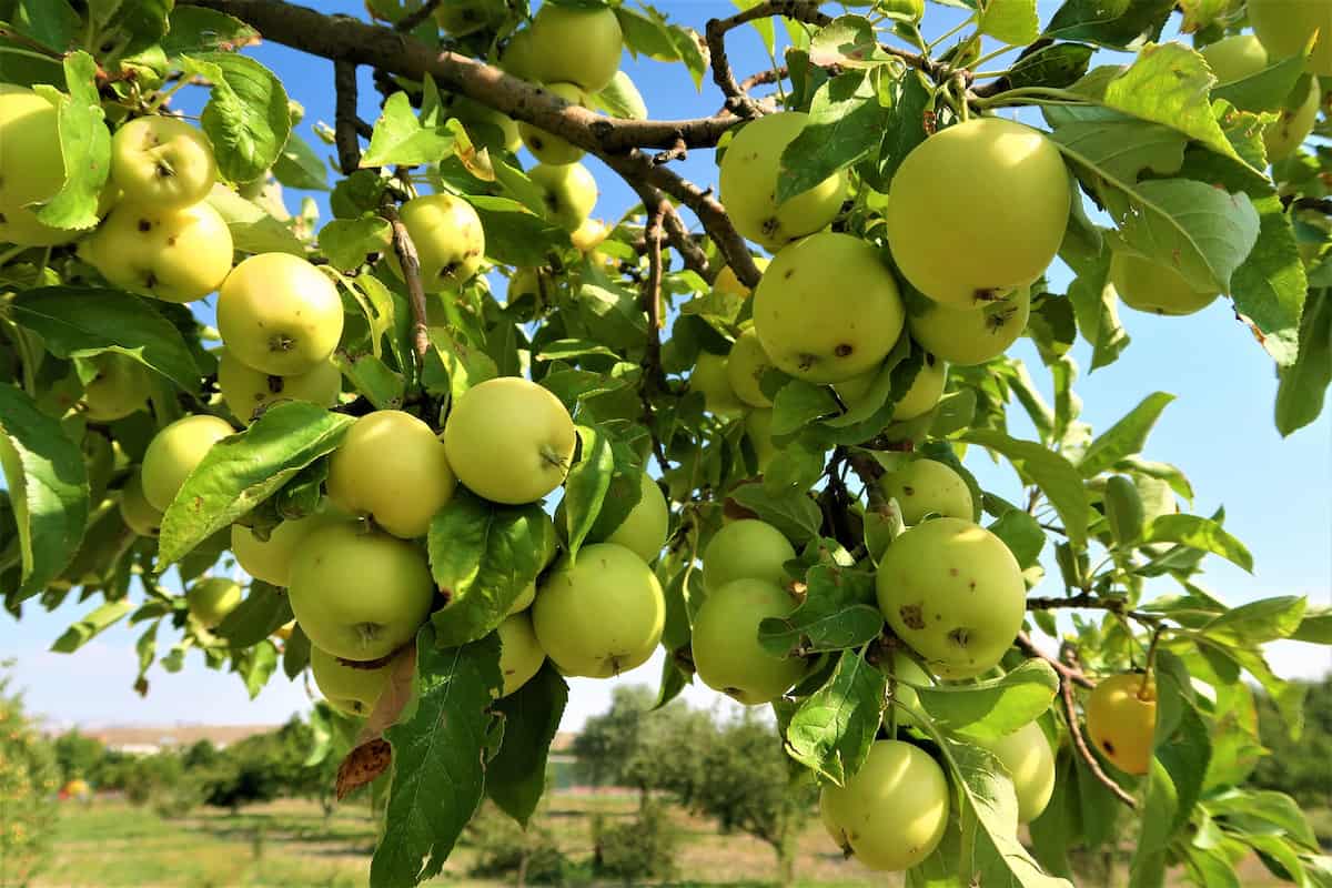 How to Start Green Apple Farming in India