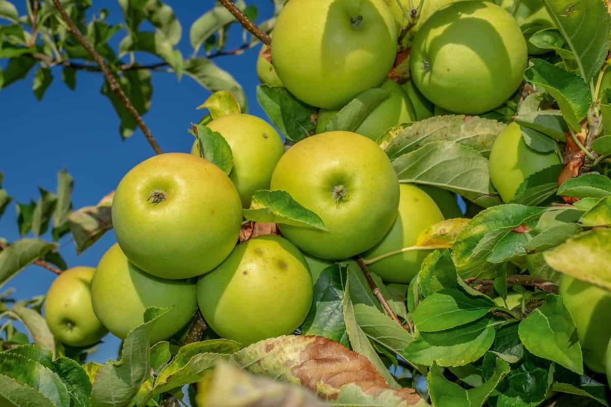 Green Apple Farming