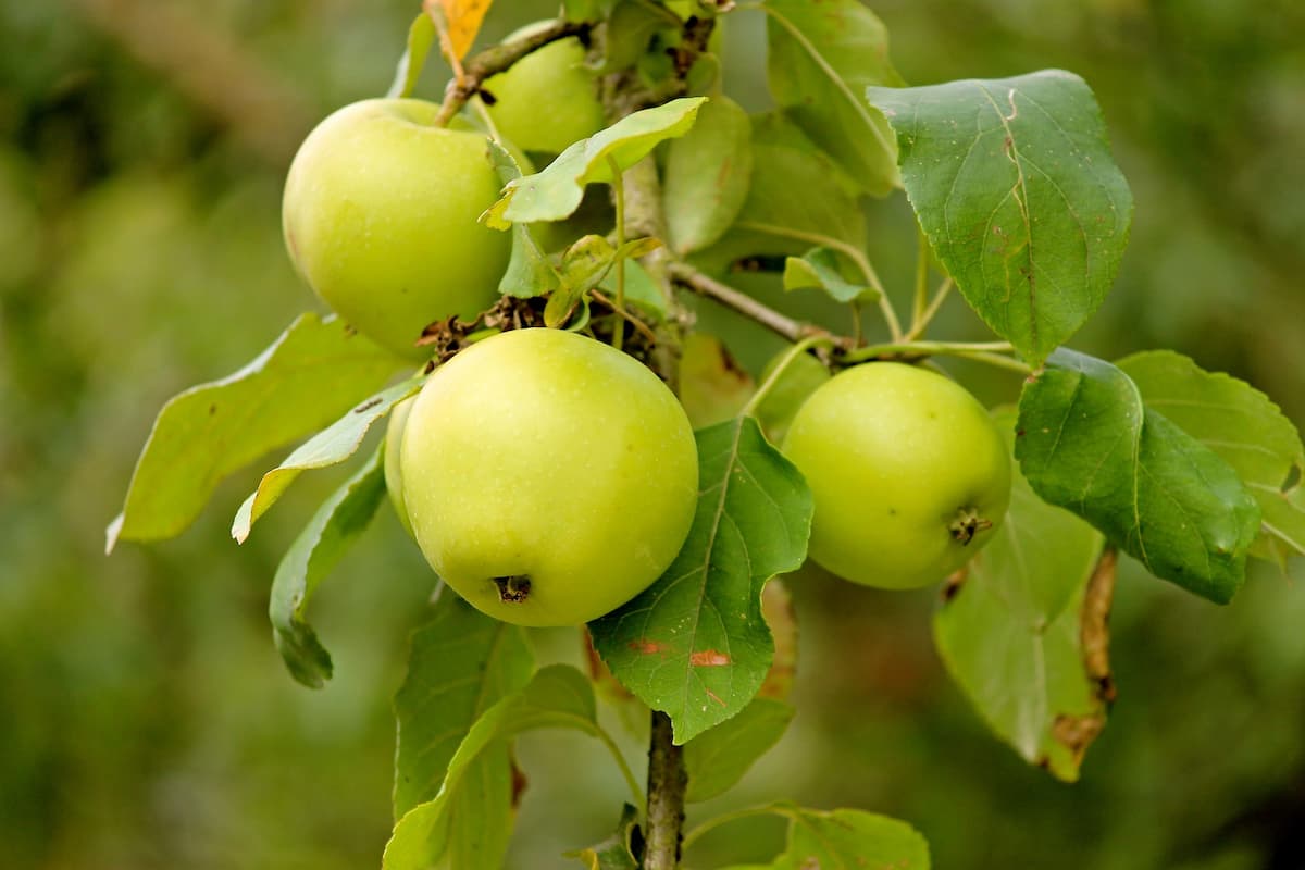 Green Apple Cultivation