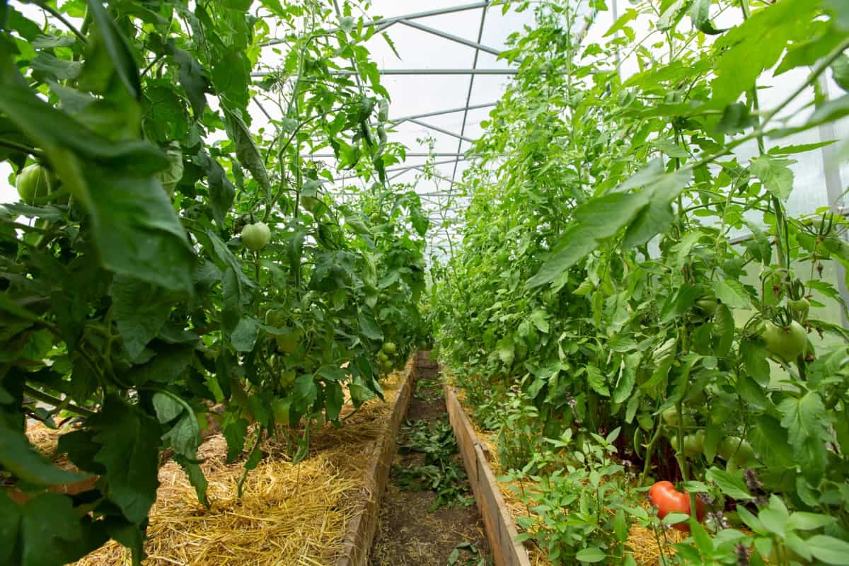 How to Start Greenhouse Farming in Chandigarh