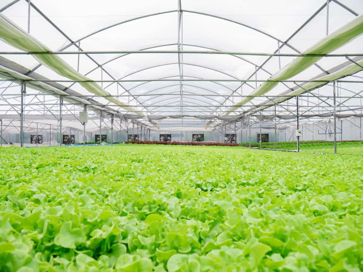 Greenhouse Lettuce Farm