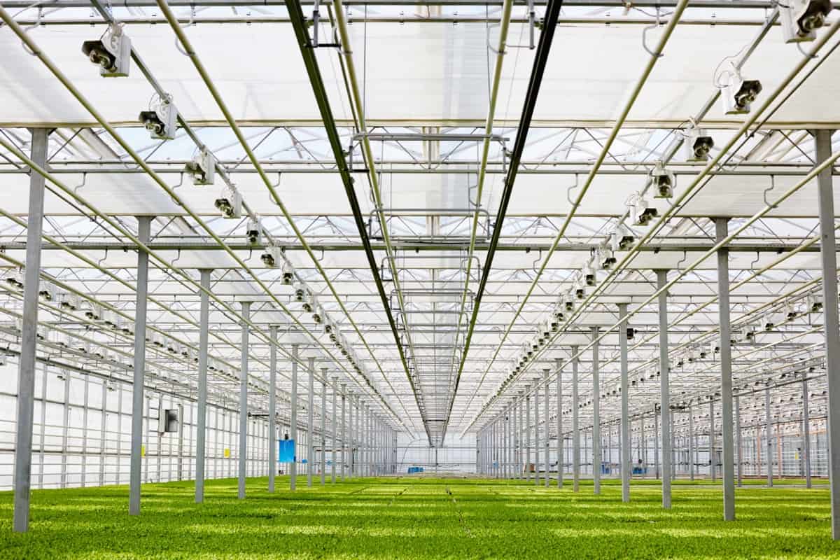 Large Scale Greenhouse Farming