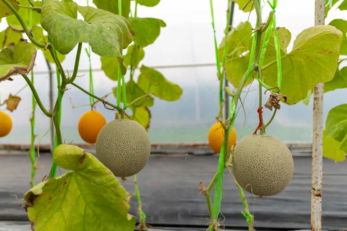 How to Start Greenhouse Farming in Odisha