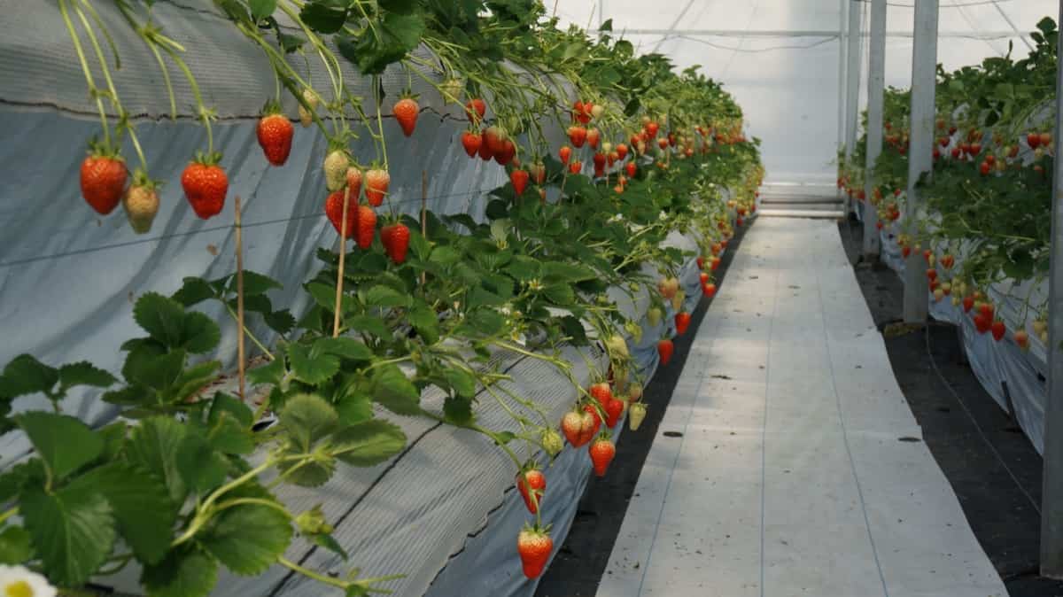 How to Start Greenhouse Farming in Spain6