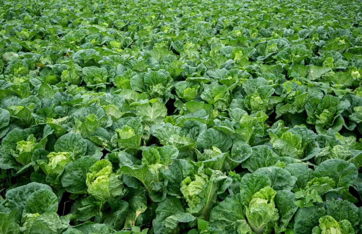 How to Start Napa Cabbage Farming