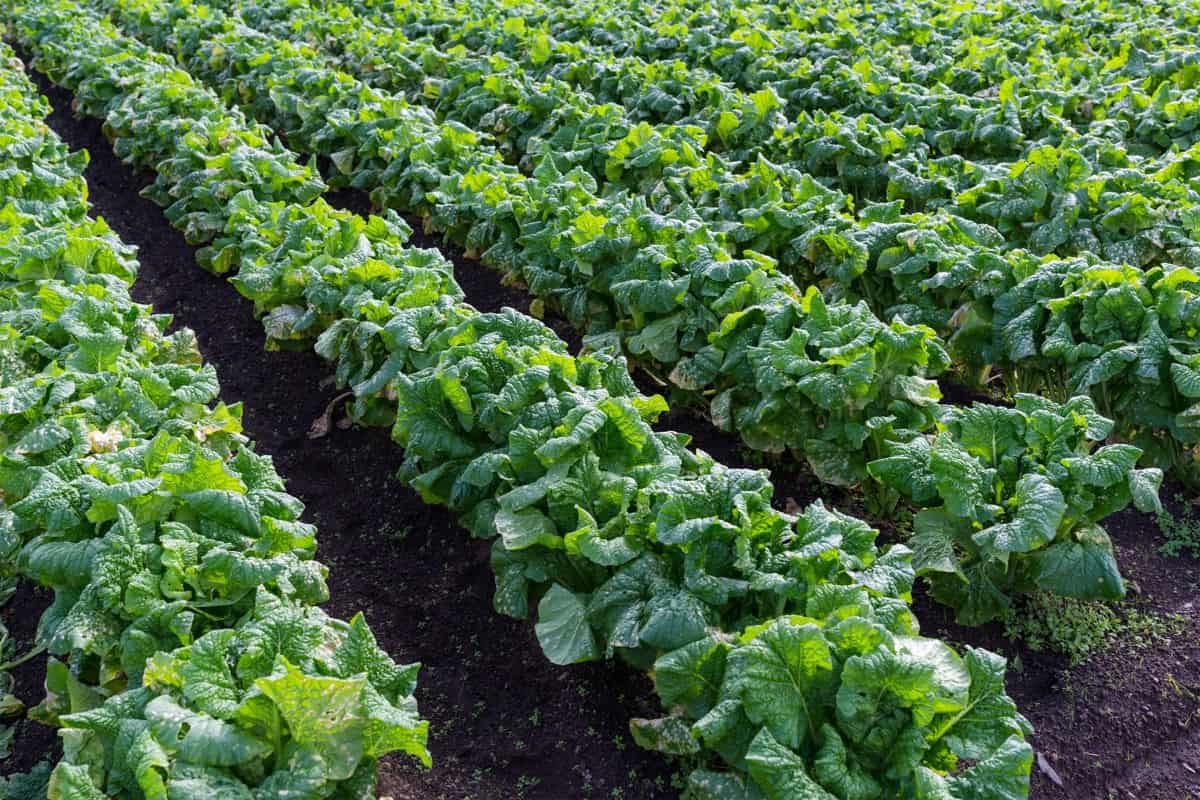 Napa Cabbage Cultivation