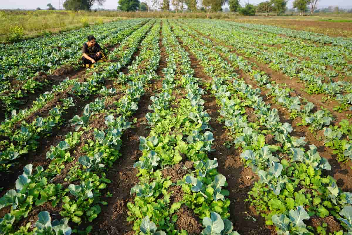 Cabbage Organic Farm