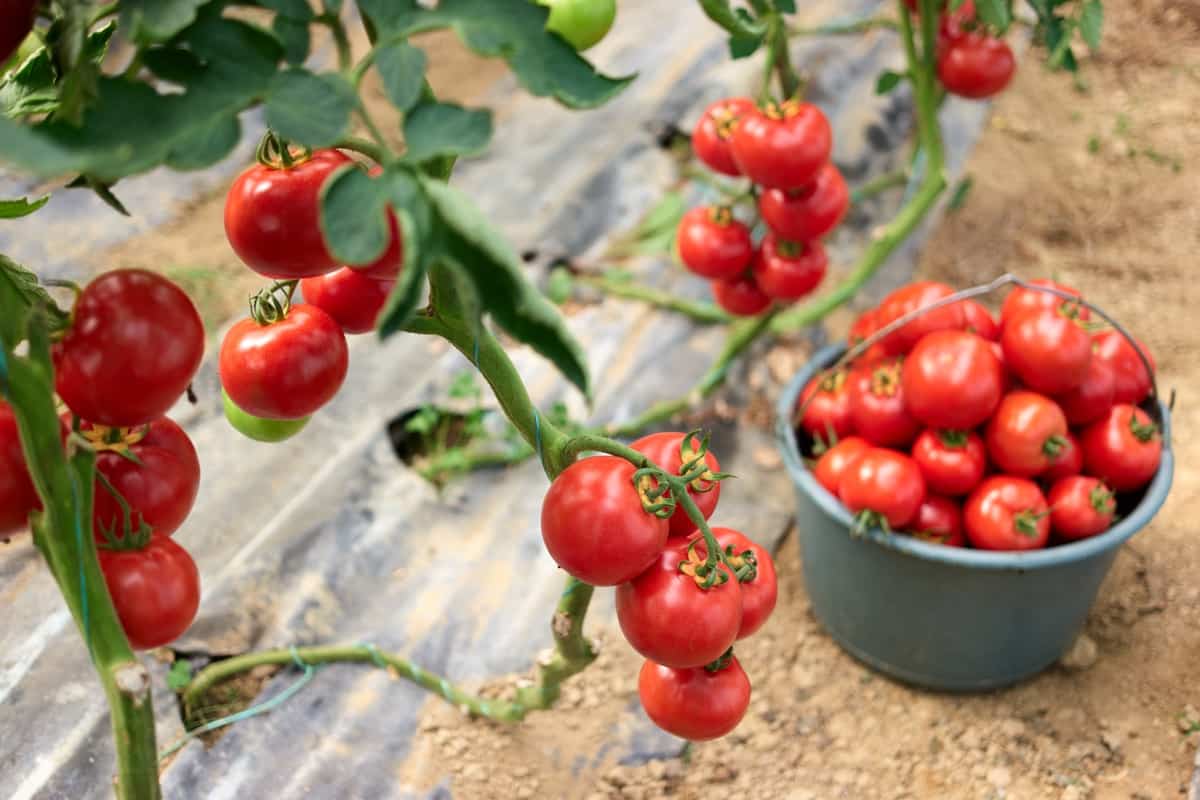 Organic Tomato Harvest 