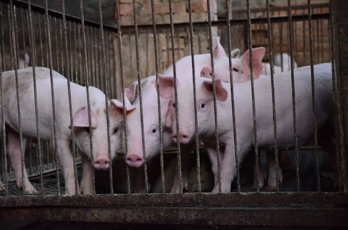 How to Start Pig Farming in Israel