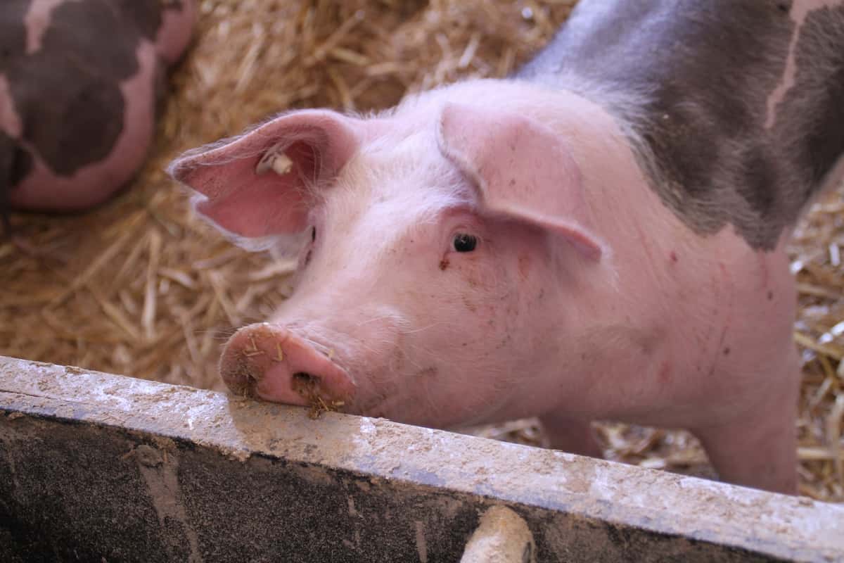 How to Start Pig Farming in the Netherlands 3