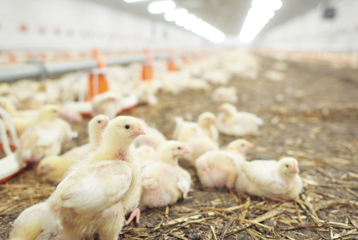How to start poultry farming in Odisha