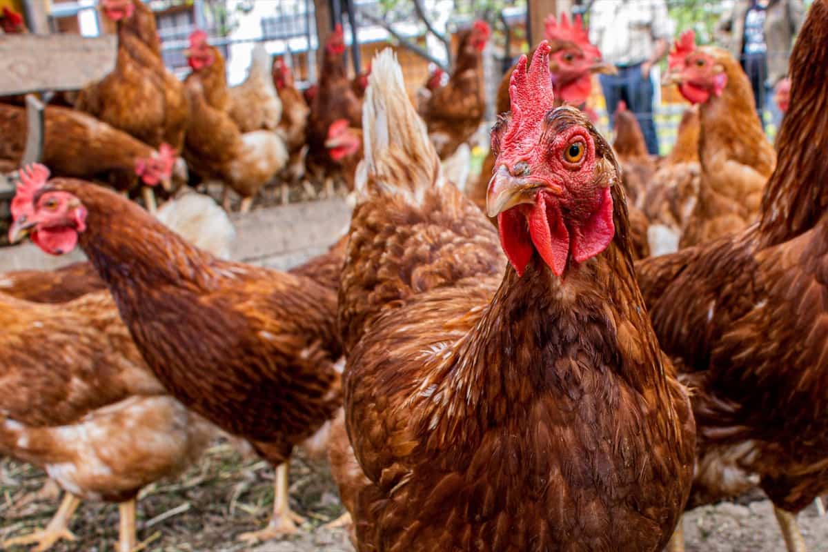 How to Start Poultry Farming in Uttarakhand