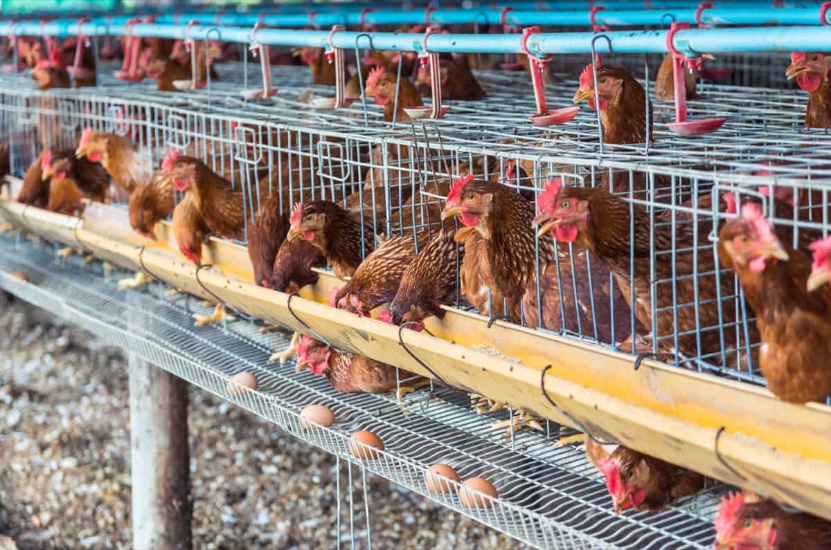 Poultry Egg Management