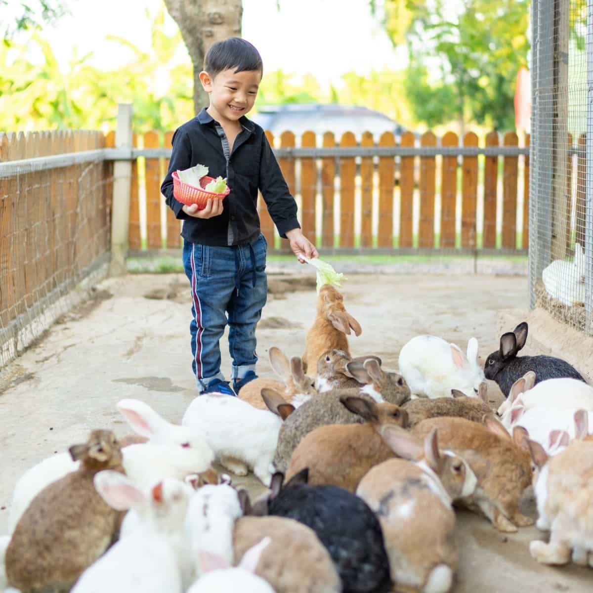 How to Start Rabbit Farming in Mexico