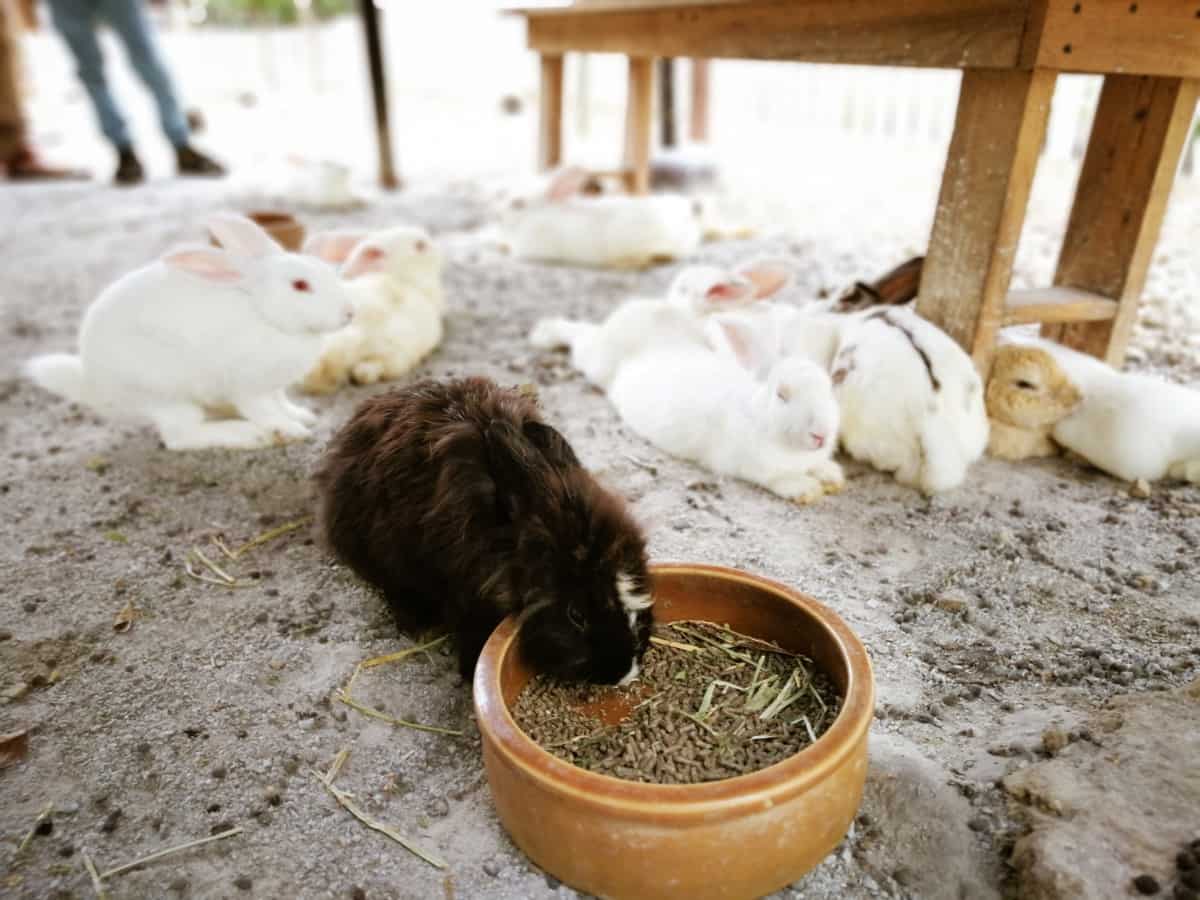 Rabbit feeding bowl