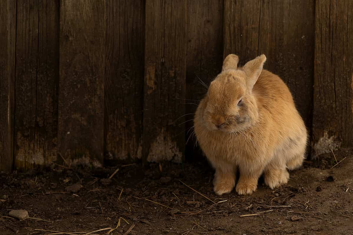 How to Start Rabbit Farming in South Africa