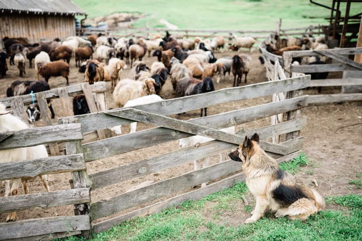 Sheep Fencing