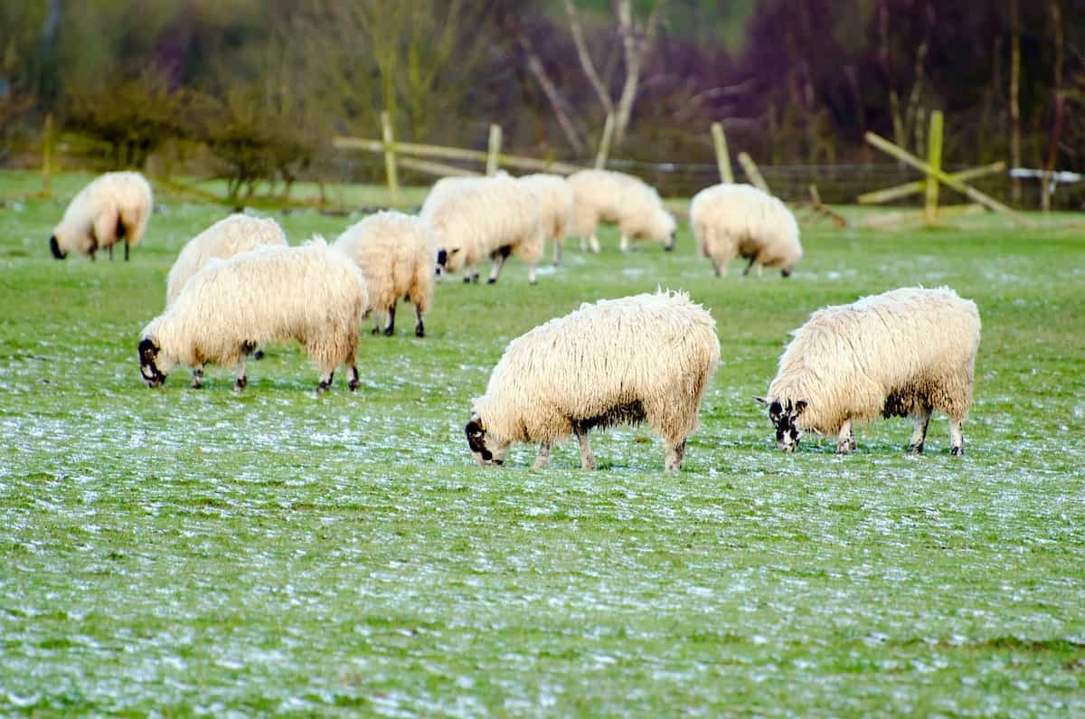 Sheep Farming 