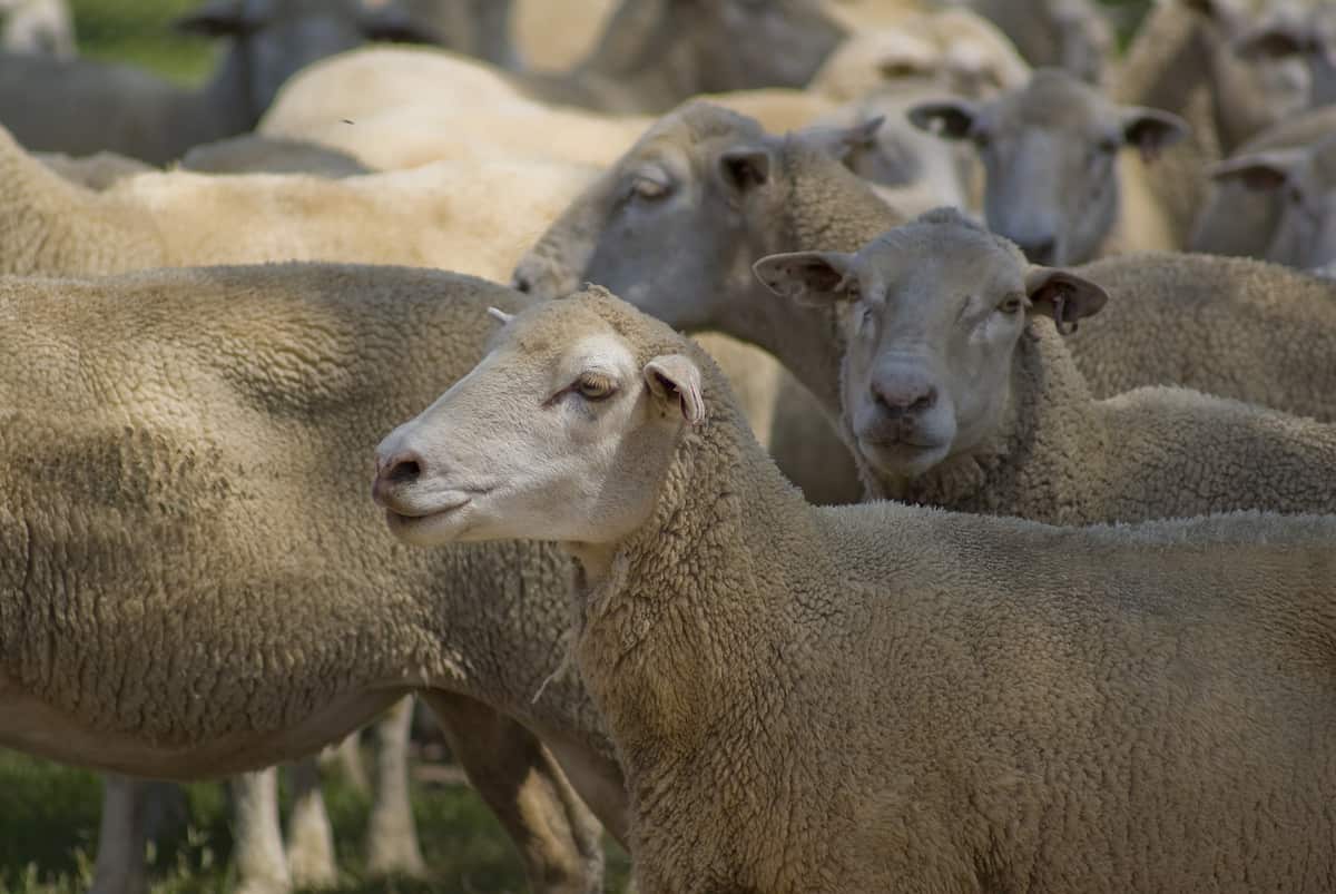 How to Start Sheep Farming in Nigeria