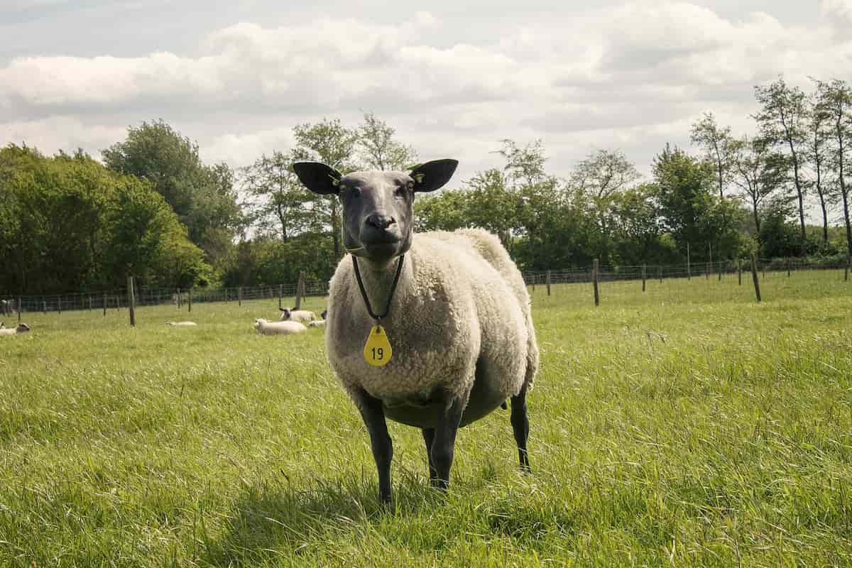 Sheep Identification Tag