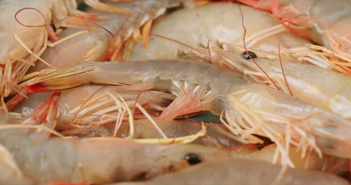 Shrimp Harvesting