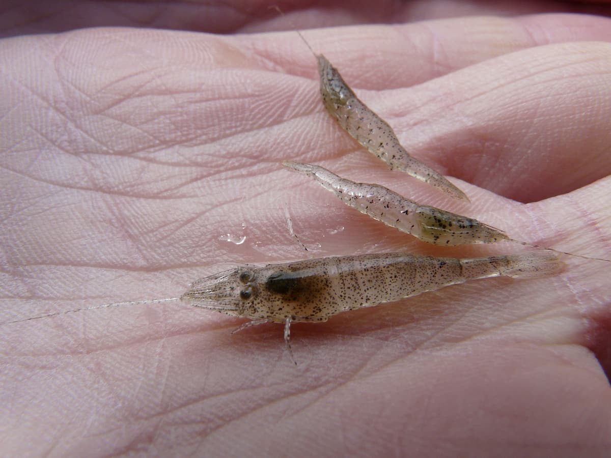How to Start Shrimp Farming in South Africa
